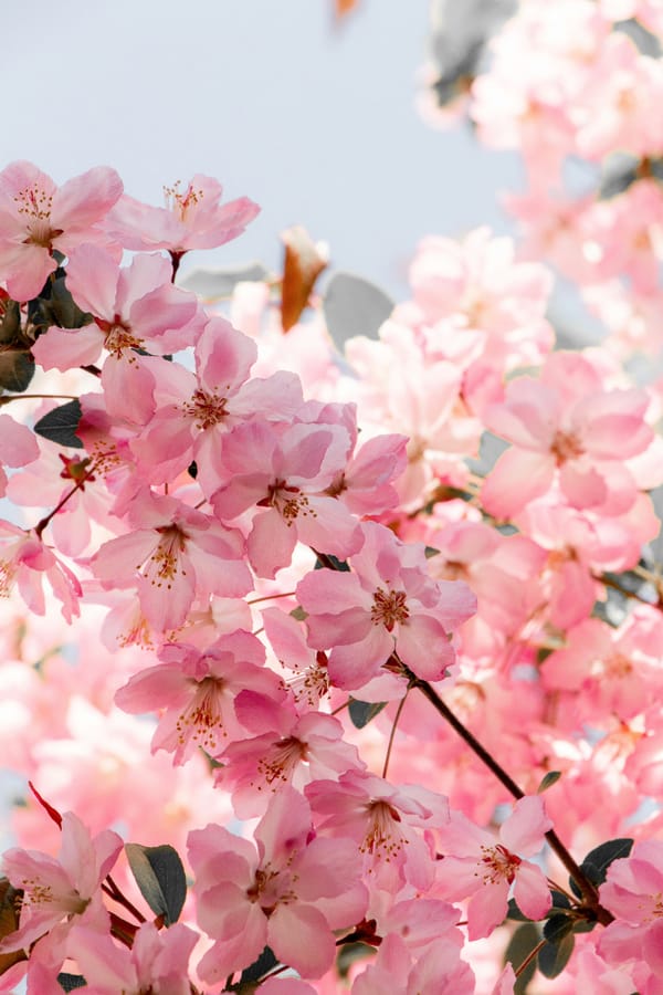 The color of cherry blossoms as a symbol of branding